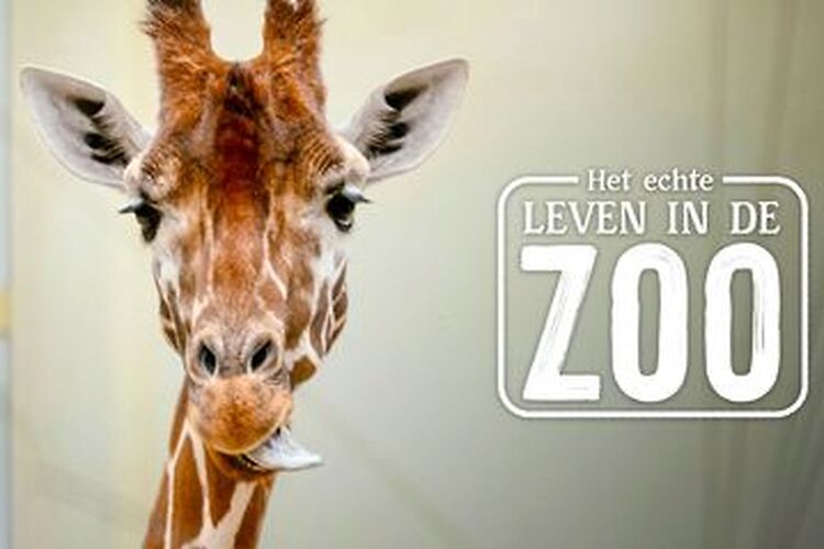 Het echte leven in de Zoo: seizoen 2