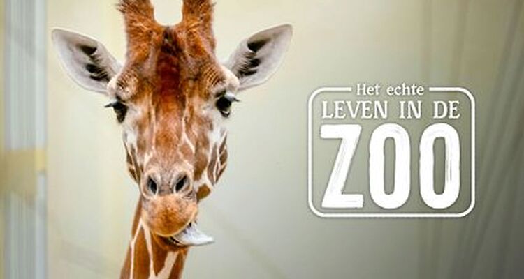 Het echte leven in de Zoo: seizoen 2